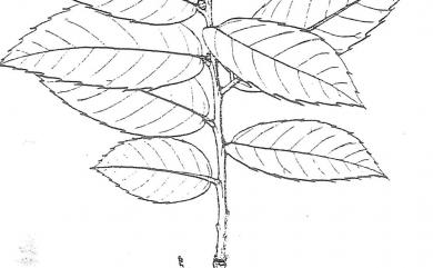 Quercus tarokoensis 太魯閣櫟