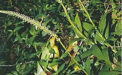 Goodyera procera 穗花斑葉蘭