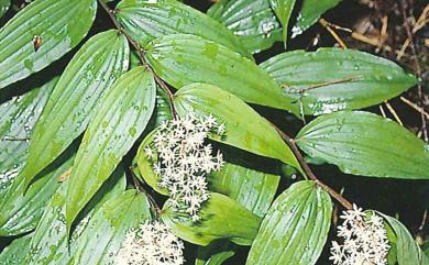 Maianthemum formosanum (Hayata) LaFrankie 鹿藥