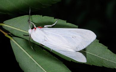 Spilarctia rubida (Leech, 1890) 淨白污燈蛾
