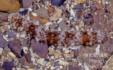 Holothuria pervicax Selenka, 1867 虎紋參