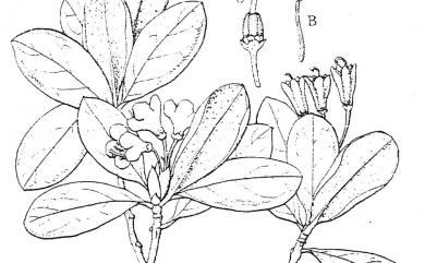 Rhododendron kawakamii Hayata 著生杜鵑