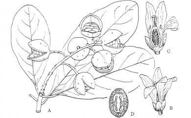 Pittosporum moluccanum Miq. 蘭嶼海桐