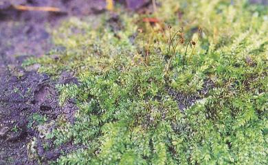Vesicularia montagnei 明葉苔