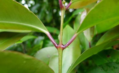 Syzygium euphlebium 細脈赤楠