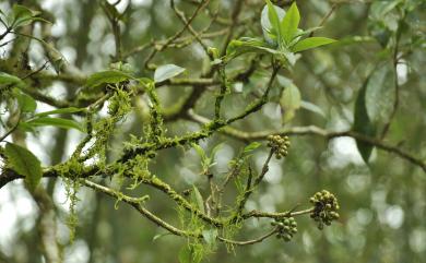 Pittosporum daphniphylloides Hayata 大葉海桐