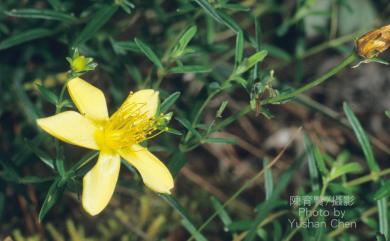 Hypericum nagasawae Hayata 玉山金絲桃