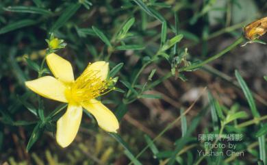 Hypericum nagasawai Hayata 玉山金絲桃