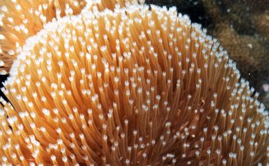 Sarcophyton nanwanensis Benayahu & Perkol-Finkel, 2004 南灣肉質軟珊瑚