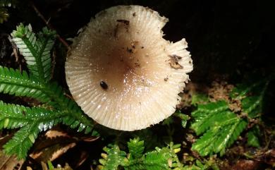 Russula sororia 茶黃紅菇