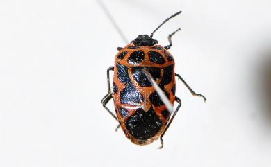 Eurydema dominulus (Scopoli, 1763) 菜蝽