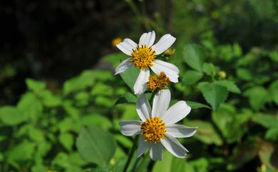 Bidens pilosa var. radiata 大花咸豐草