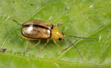 Monolepta gracilipes Chujo, 1938 黃長腳螢金花蟲