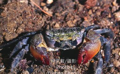 Parasesarma bidens (De Haan, 1835) 雙齒近相手蟹