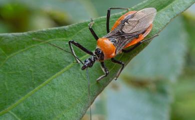 Biasticus flavinotum (Matsumura, 1913) 小壯獵椿象