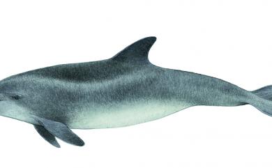 Tursiops truncatus (Montagu, 1821) 瓶鼻海豚