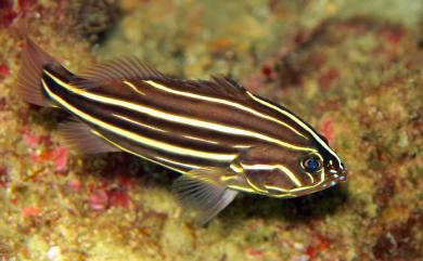 Grammistes sexlineatus (Thunberg, 1792) 六線黑鱸