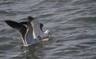 Larus crassirostris Vieillot, 1818 黑尾鷗