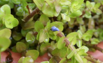 Bacopa caroliniana 卡羅萊納過長沙