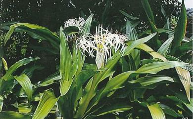 Crinum asiaticum L. 文珠蘭