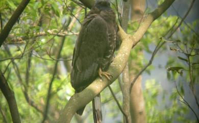 Pernis ptilorhynchus orientalis 東方蜂鷹