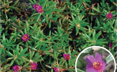 Portulaca oleracea 馬齒莧