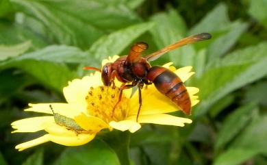 Rhynchium quinquecinctum brunneum (Fabricius, 1793) 黃喙蜾蠃