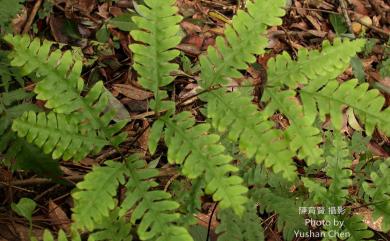 Pteris tokioi Masam. 鈴木氏鳳尾蕨