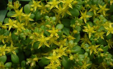 Sedum formosanum 臺灣佛甲草