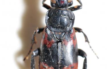 Nicrophorus nepalensis Hope, 1831 橙斑埋葬蟲