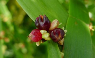 Muehlenbeckia platyclada (F.J. Müll.) Meisn. 竹節蓼