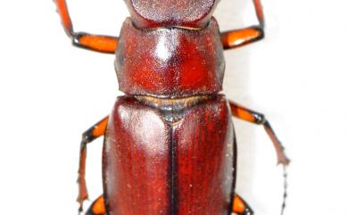 Lucanus datunensis Hashimoto, 1984 大屯姬深山鍬形蟲