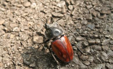 Neolucanus swinhoei Bates, 1866 紅圓翅鍬形蟲