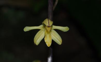 Aphyllorchis montana Rchb.f. 山林無葉蘭