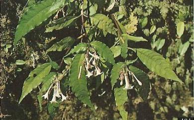 Ophiorrhiza hayatana Ohwi 早田氏蛇根草