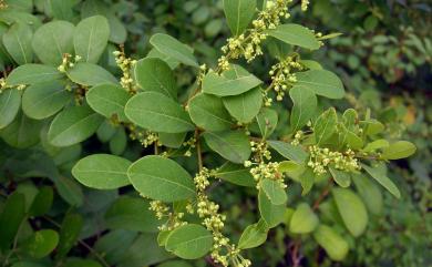 Flueggea virosa 密花白飯樹