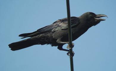 Corvus macrorhynchos colonorum (Swinhoe, 1864) 巨嘴鴉