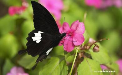 Papilio nephelus chaonulus Fruhstorfer, 1908 大白紋鳳蝶