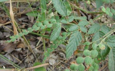 Phyllodium Desv. 排錢樹屬