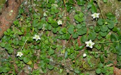 Moneses uniflora (L.) A. Gray 單花鹿蹄草