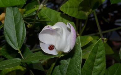 Vigna adenantha (G. Mey.) Maréchal, Mascherpa & Stainier 腺葯豇豆