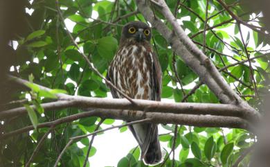 Ninox japonica japonica (Temminck & Schlegel, 1845) 褐鷹鴞(過境亞種)