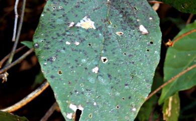 Meliola banosensis 班諾絲黑煤菌