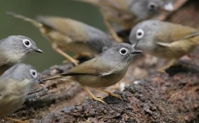 Ianthocincla ruficeps (Gould, 1863) 臺灣白喉噪眉