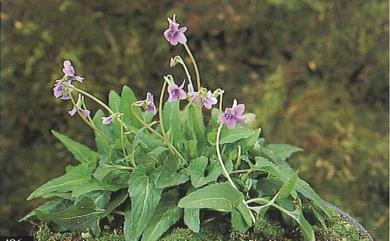 Viola inconspicua subsp. nagasakiensis 小菫菜