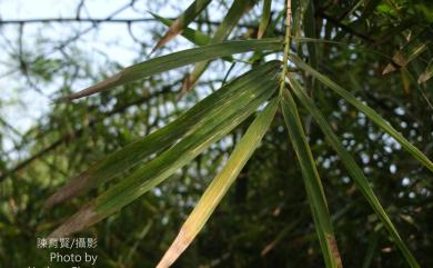 Bambusa bambos 茨竹
