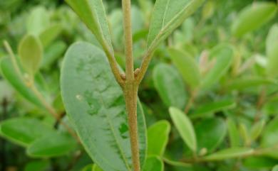 Rhodomyrtus tomentosa (Aiton) Hassk. 桃金孃