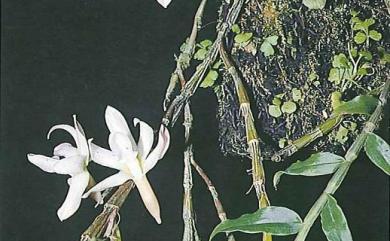 Dendrobium chameleon Ames 長距石斛