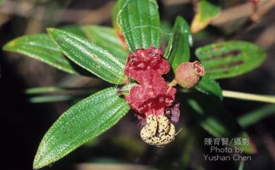 Melastoma scaberrima 闊葉野牡丹