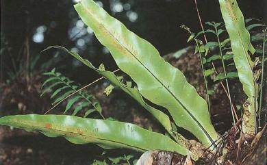 Asplenium nidus L. 臺灣山蘇花